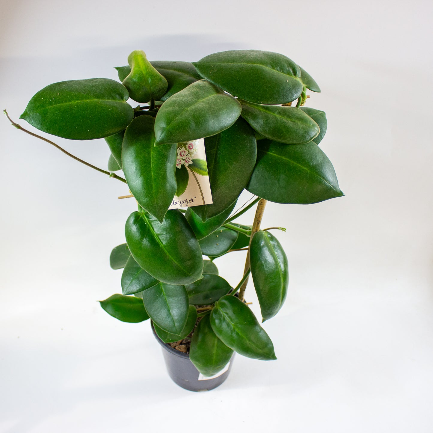 Hoya calycina Stargazer 17cm H70cm