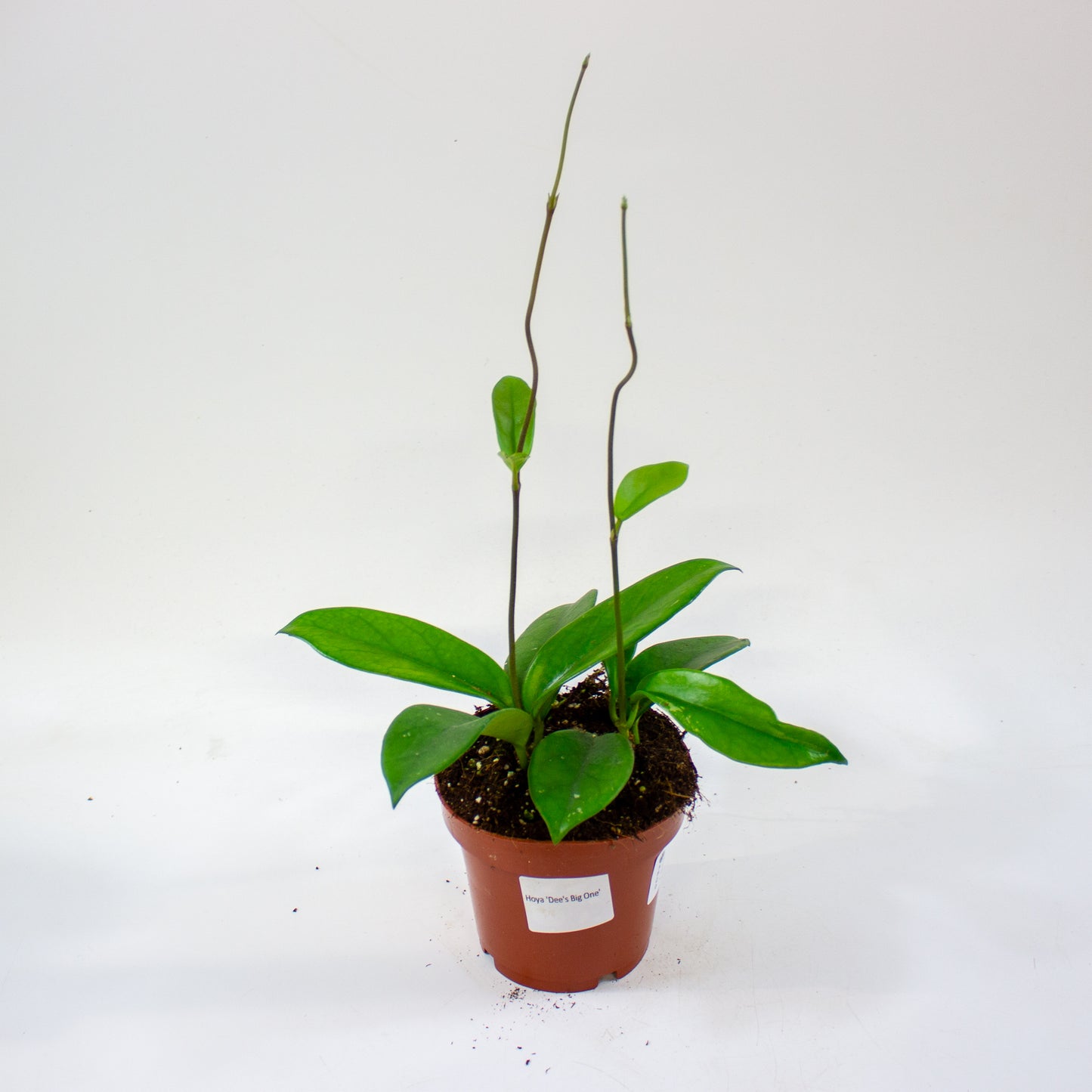Hoya Dee's Big One 12cm H10cm
