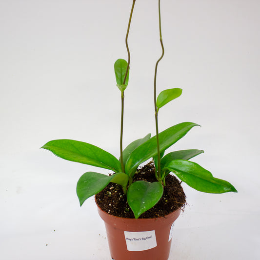 Hoya Dee's Big One 12cm H10cm