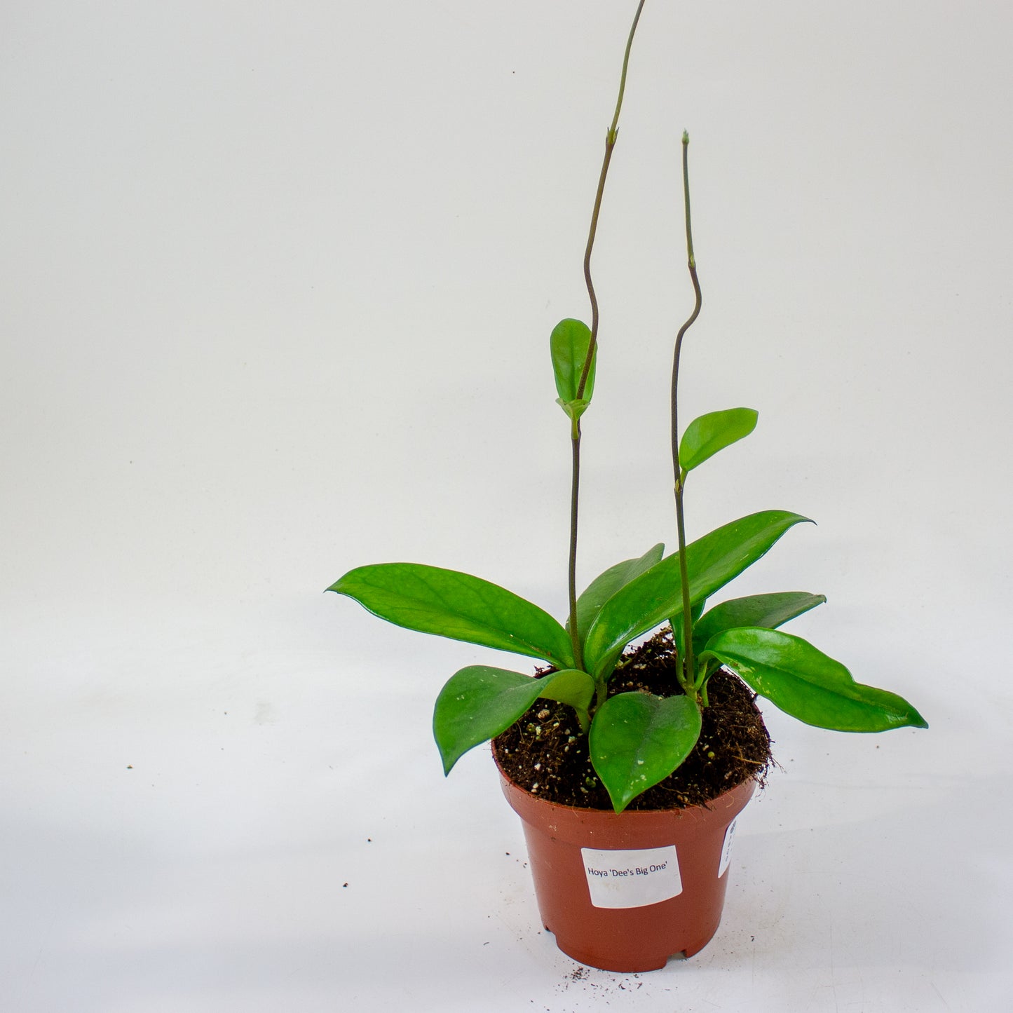 Hoya Dee's Big One 12cm H10cm