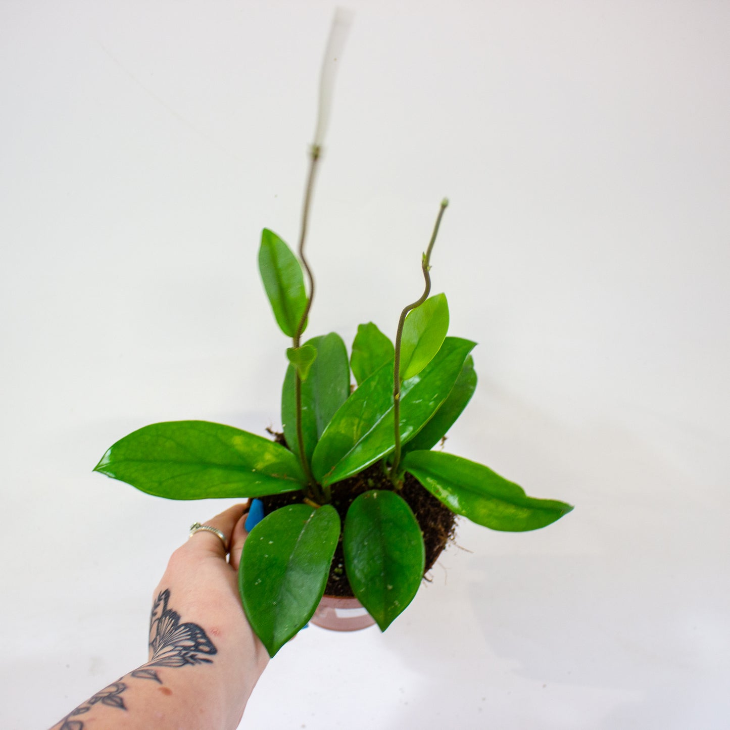Hoya Dee's Big One 12cm H10cm
