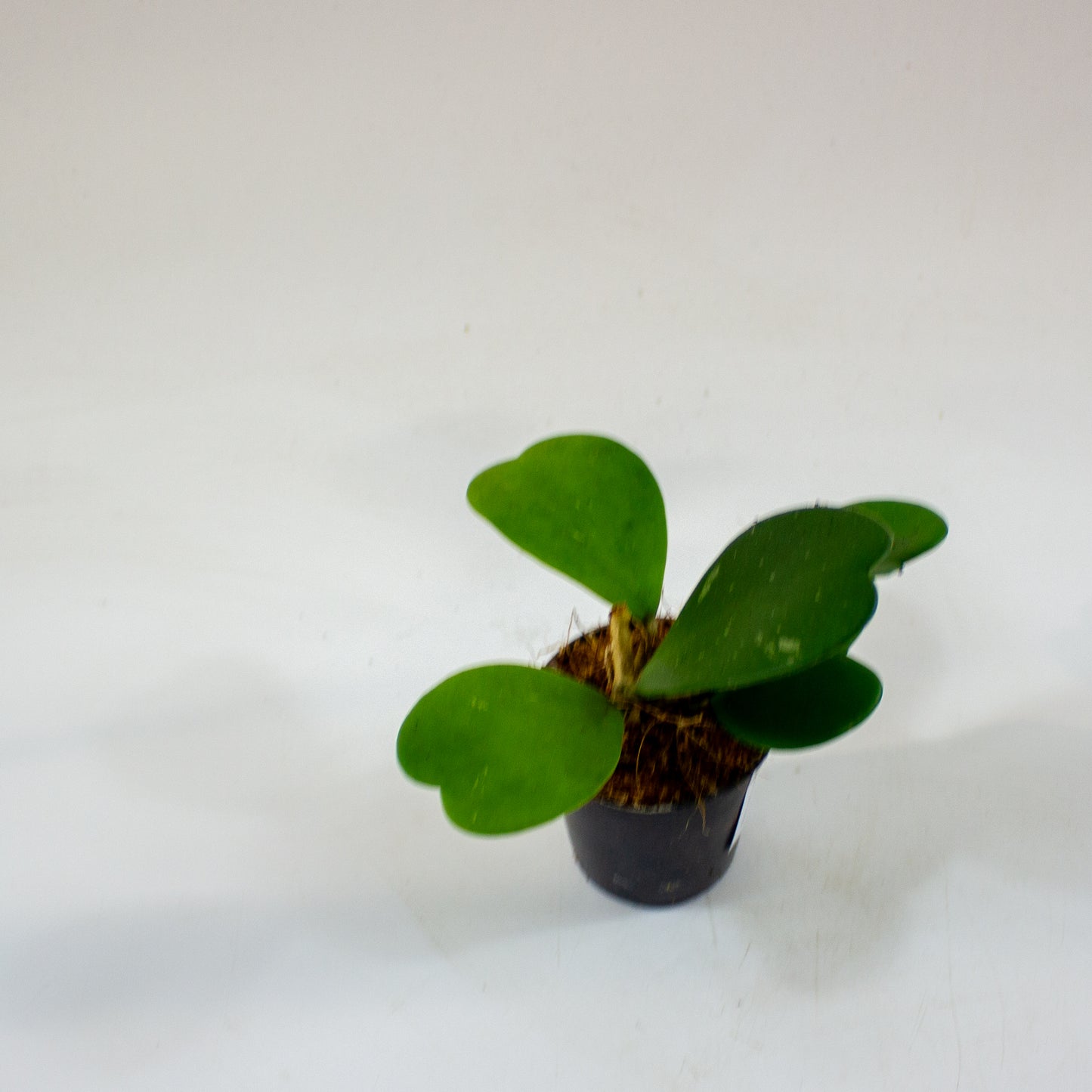 Hoya kerrii 6cm H10cm