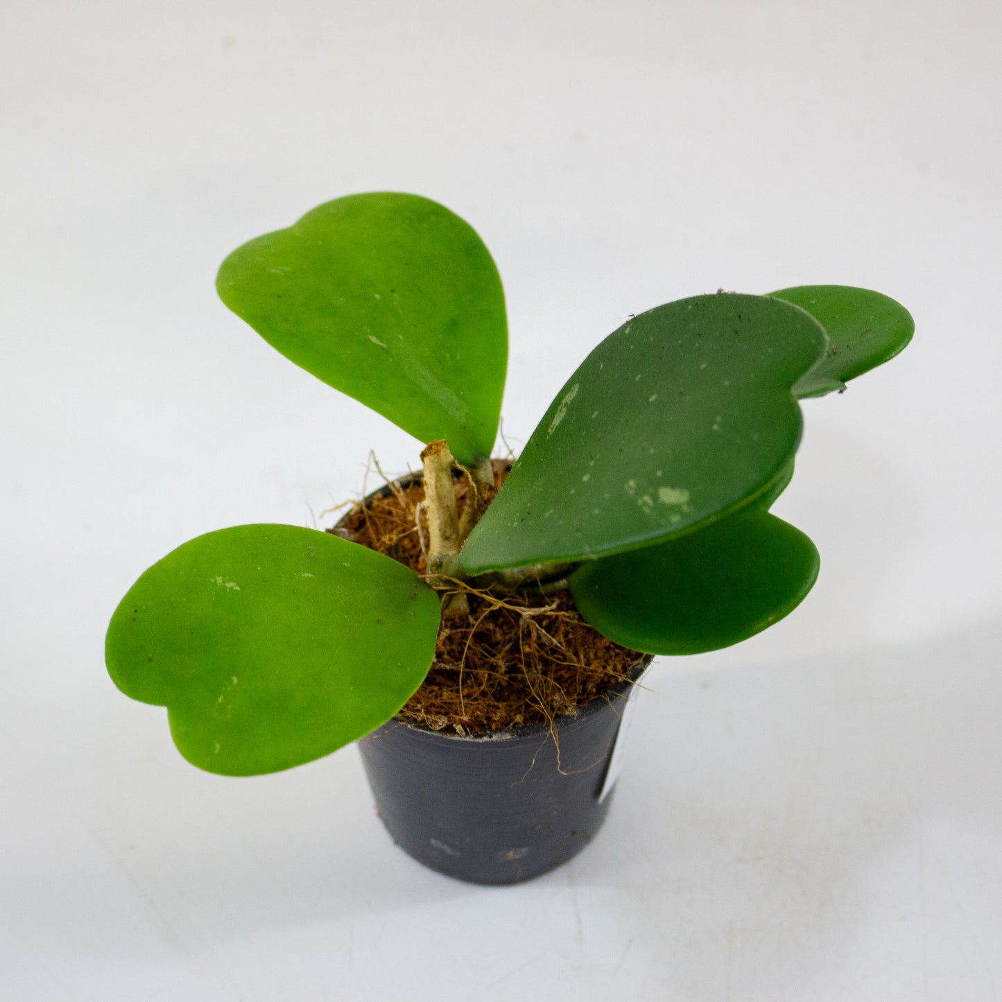 Hoya kerrii 6cm H10cm