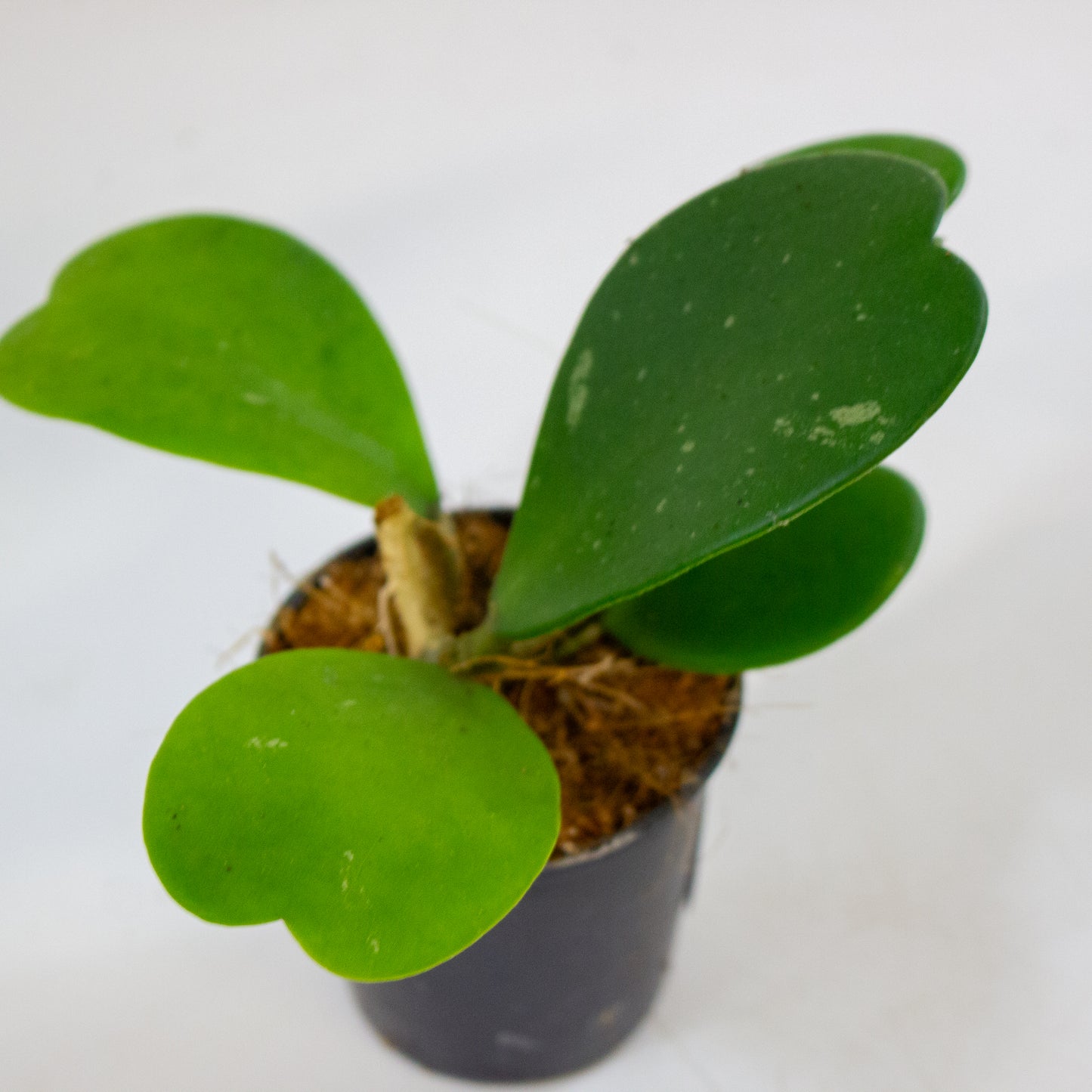 Hoya kerrii 6cm H10cm