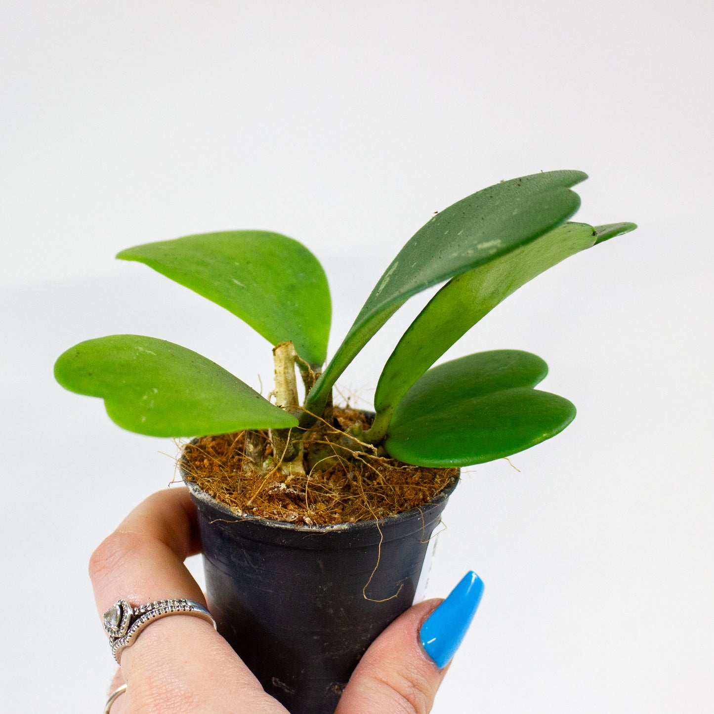 Hoya kerrii 6cm H10cm
