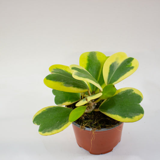 Hoya kerrii Albomarginata 12cm H20cm