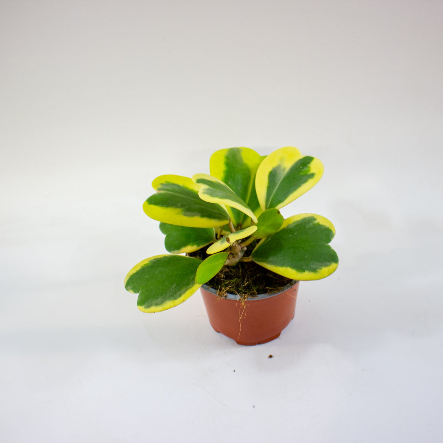 Hoya kerrii Albomarginata 12cm H20cm
