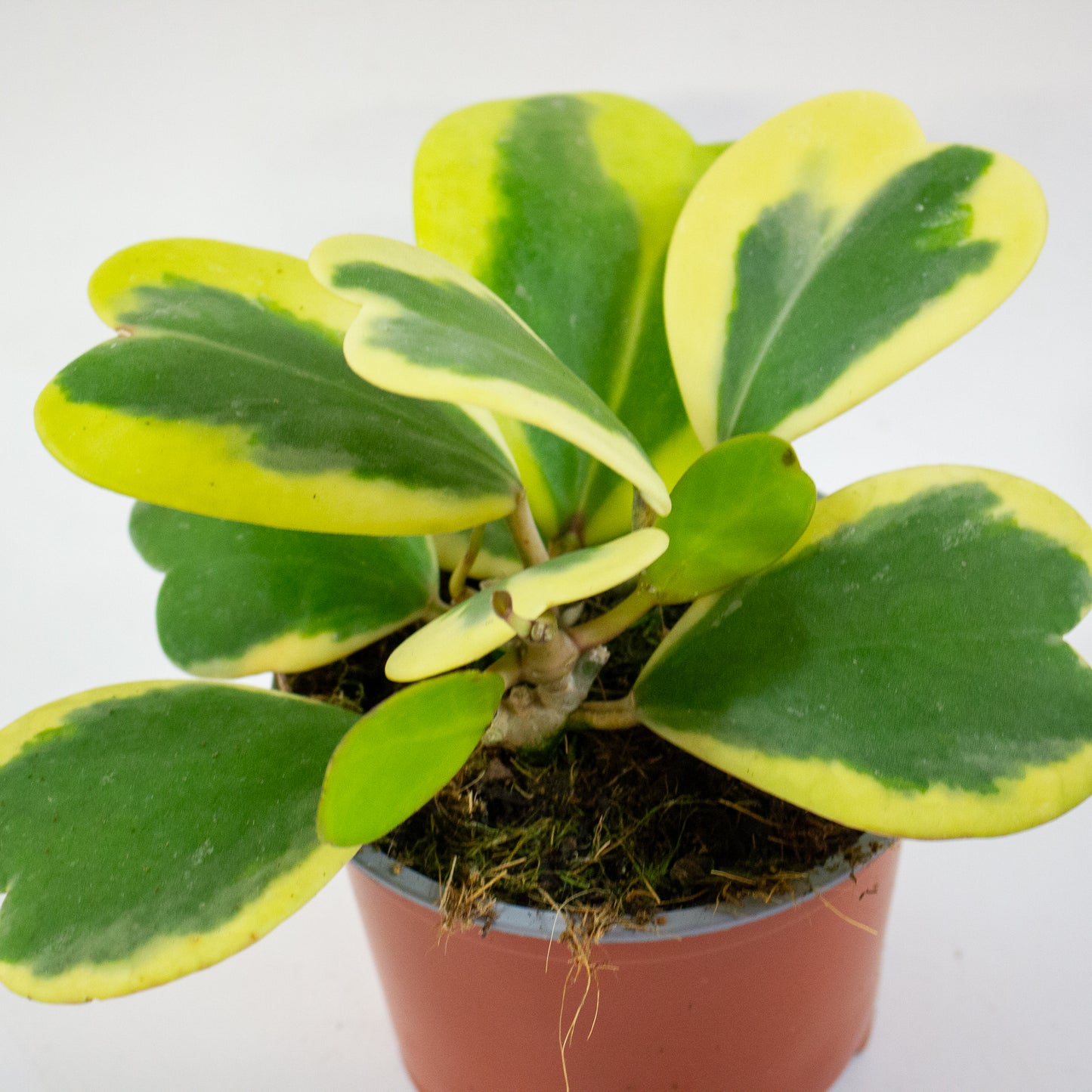 Hoya kerrii Albomarginata 12cm H20cm