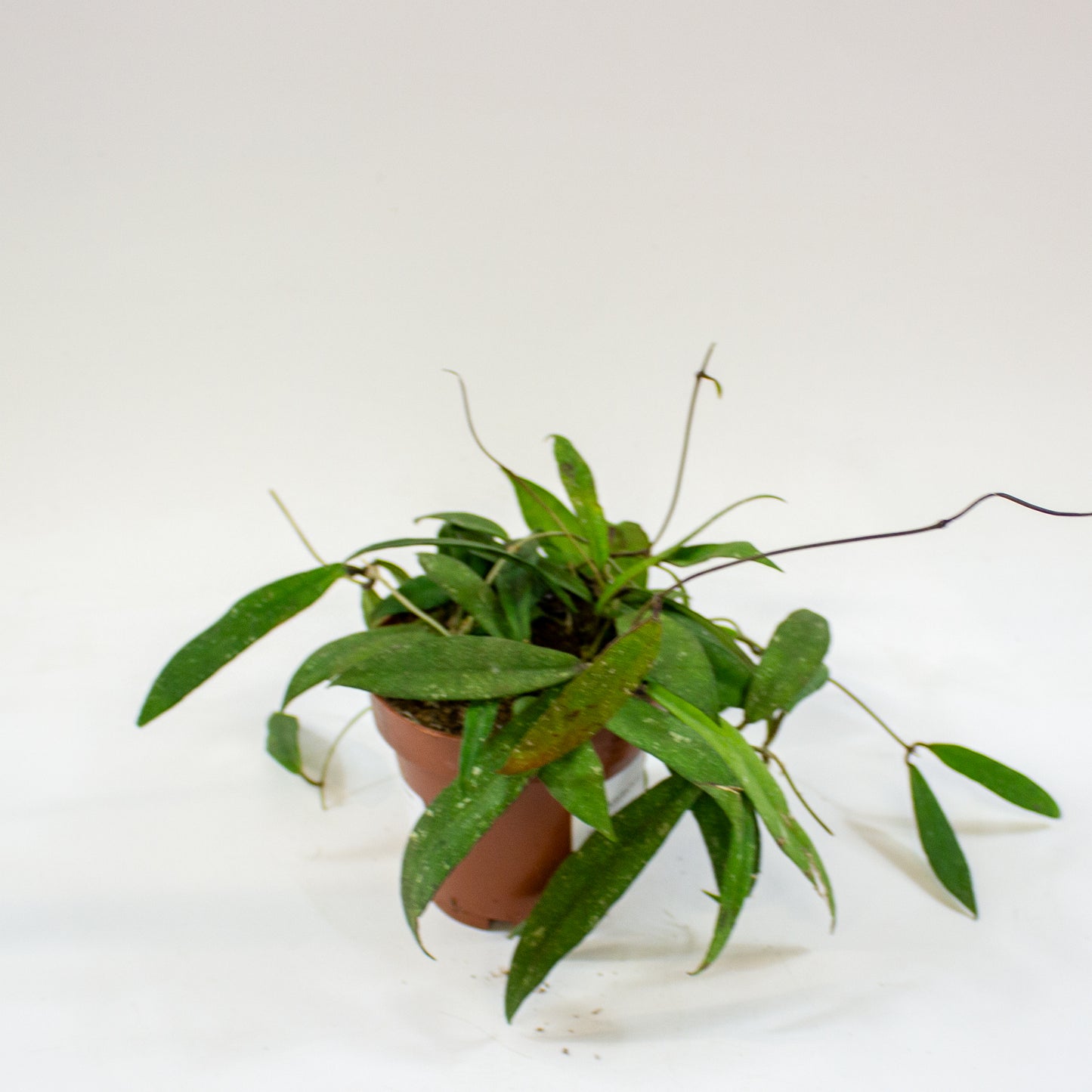Hoya scortechinii (UT001 sp. Pink fl.) 12cm H10cm