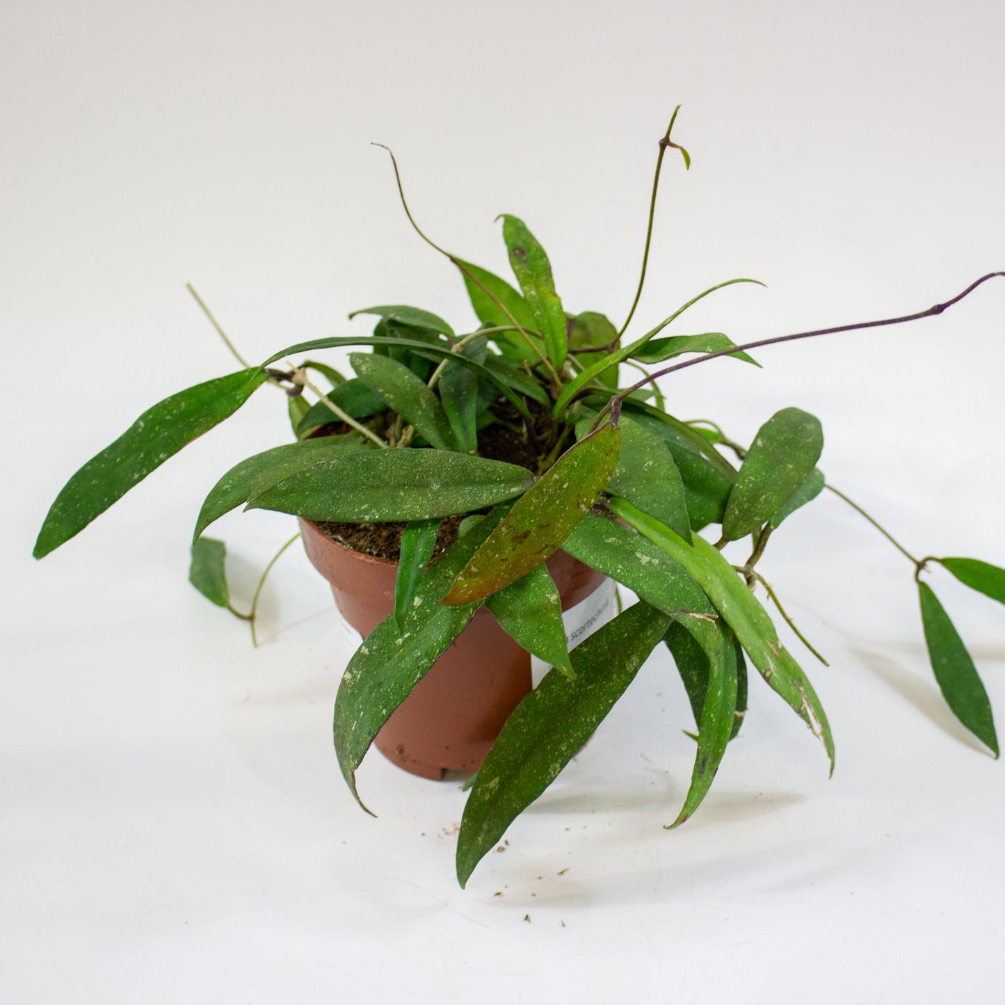 Hoya scortechinii (UT001 sp. Pink fl.) 12cm H10cm
