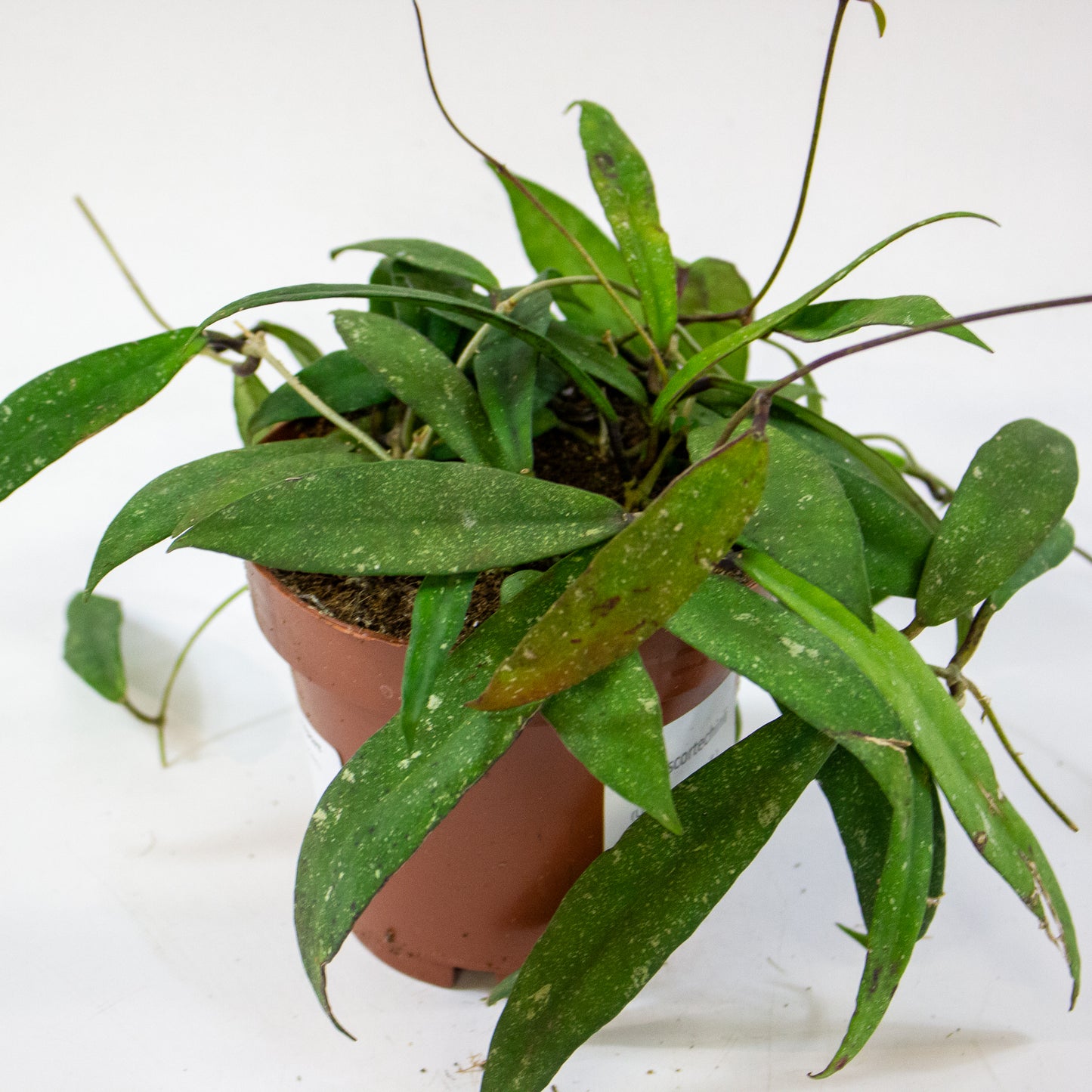 Hoya scortechinii (UT001 sp. Pink fl.) 12cm H10cm