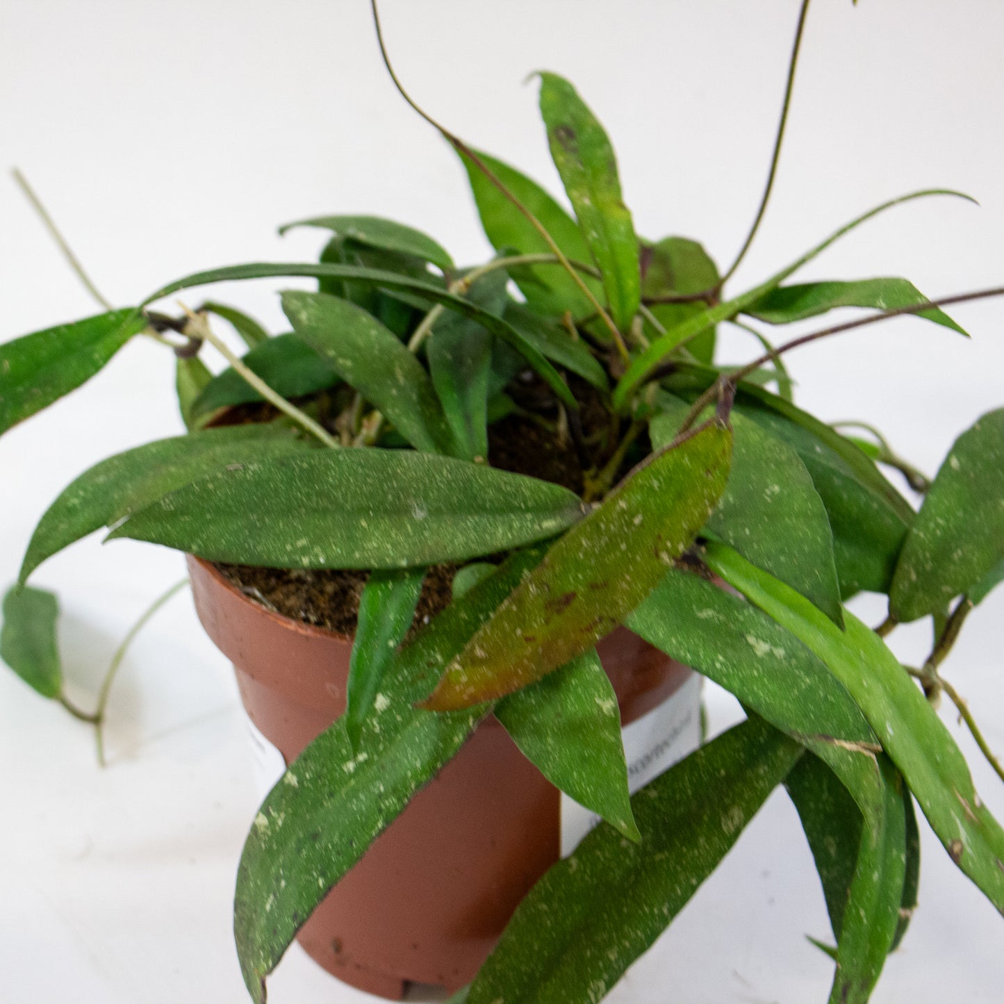 Hoya scortechinii (UT001 sp. Pink fl.) 12cm H10cm