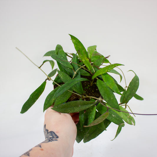Hoya scortechinii (UT001 sp. Pink fl.) 12cm H10cm