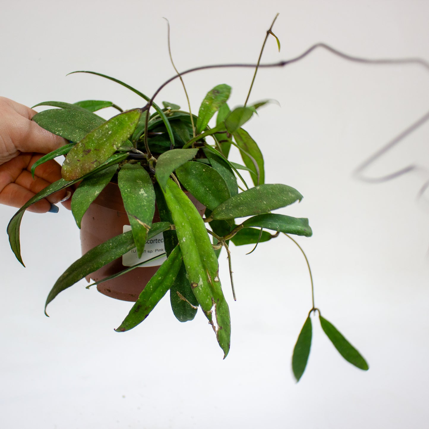 Hoya scortechinii (UT001 sp. Pink fl.) 12cm H10cm