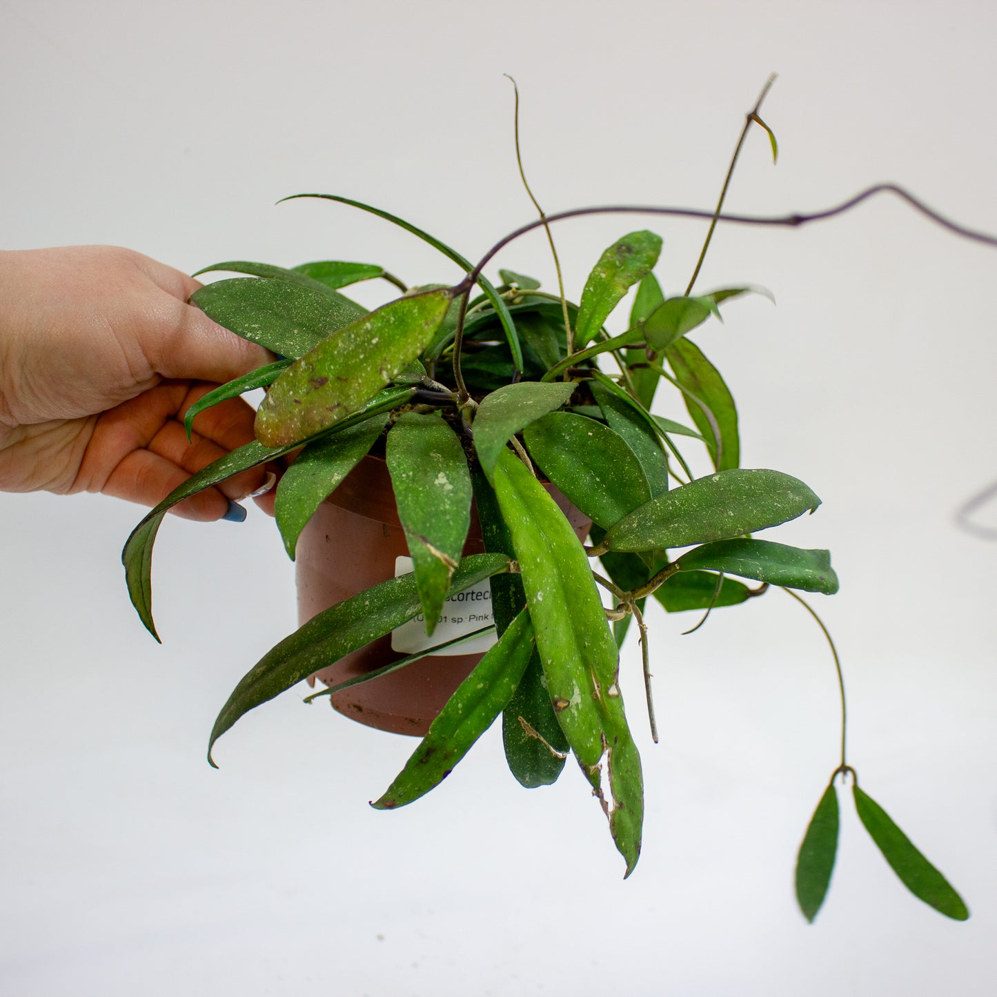 Hoya scortechinii (UT001 sp. Pink fl.) 12cm H10cm