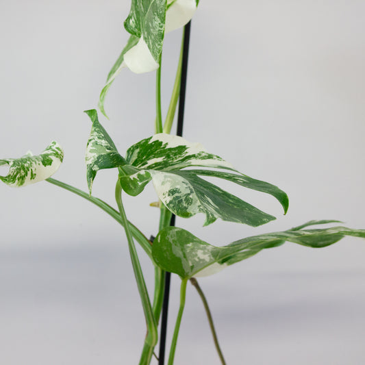Monstera Deliciosa Variegata 17cm H50cm