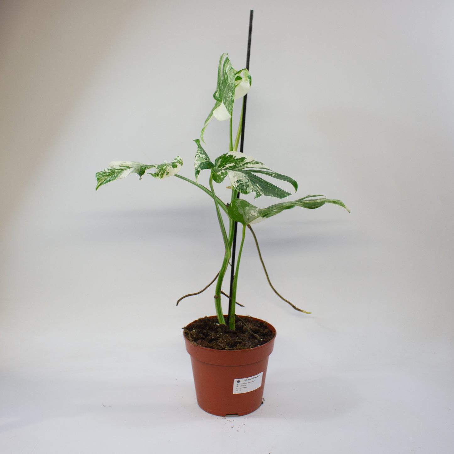 Monstera deliciosa 'Variegata' 2