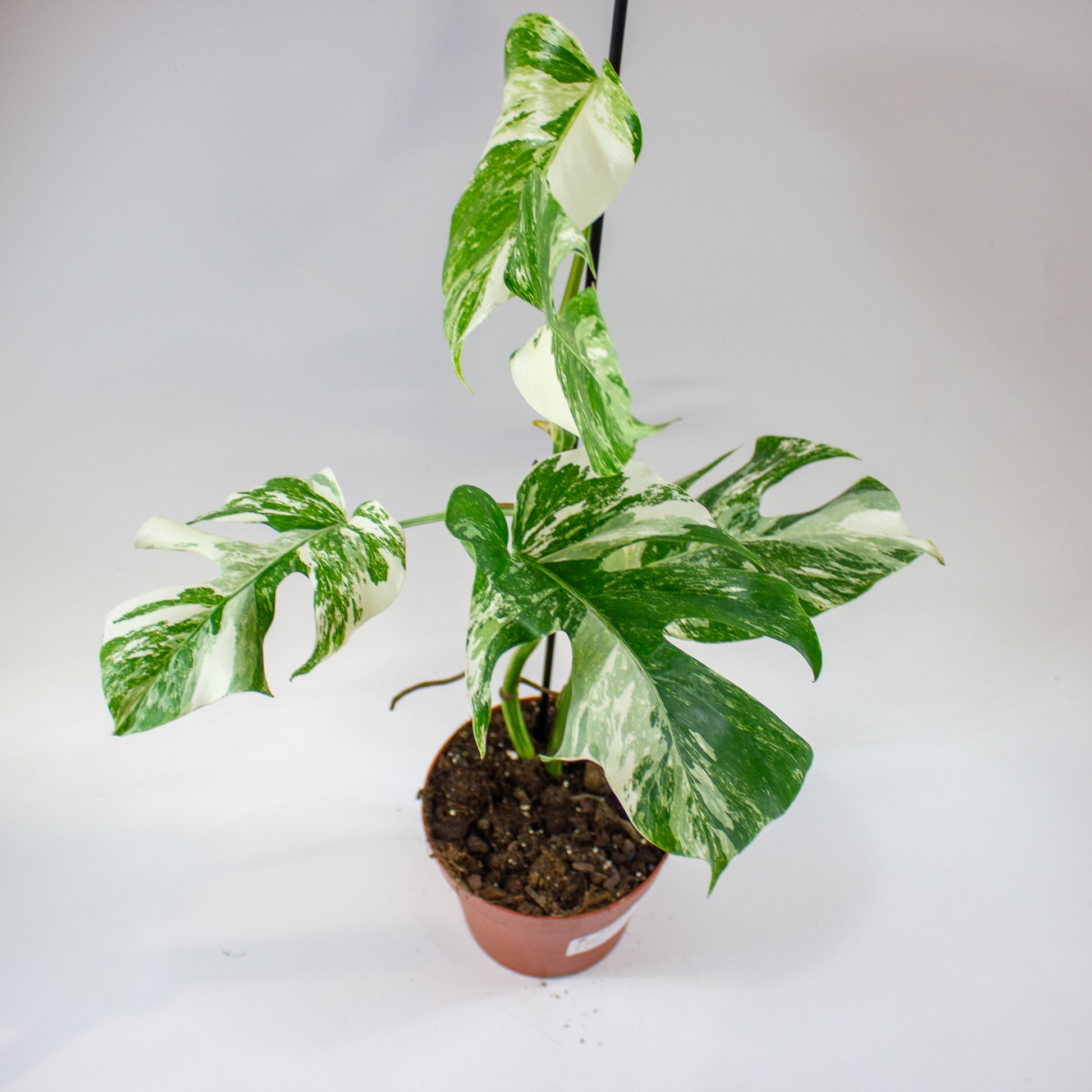 Monstera deliciosa 'Variegata' 3