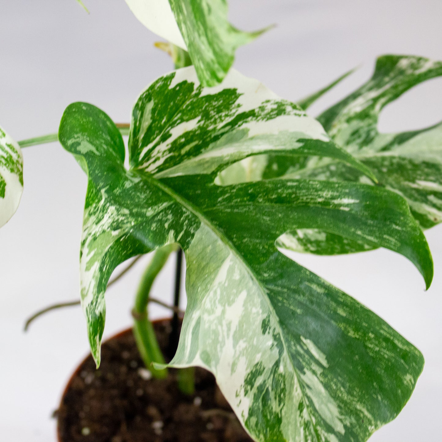 Monstera deliciosa 'Variegata' 4