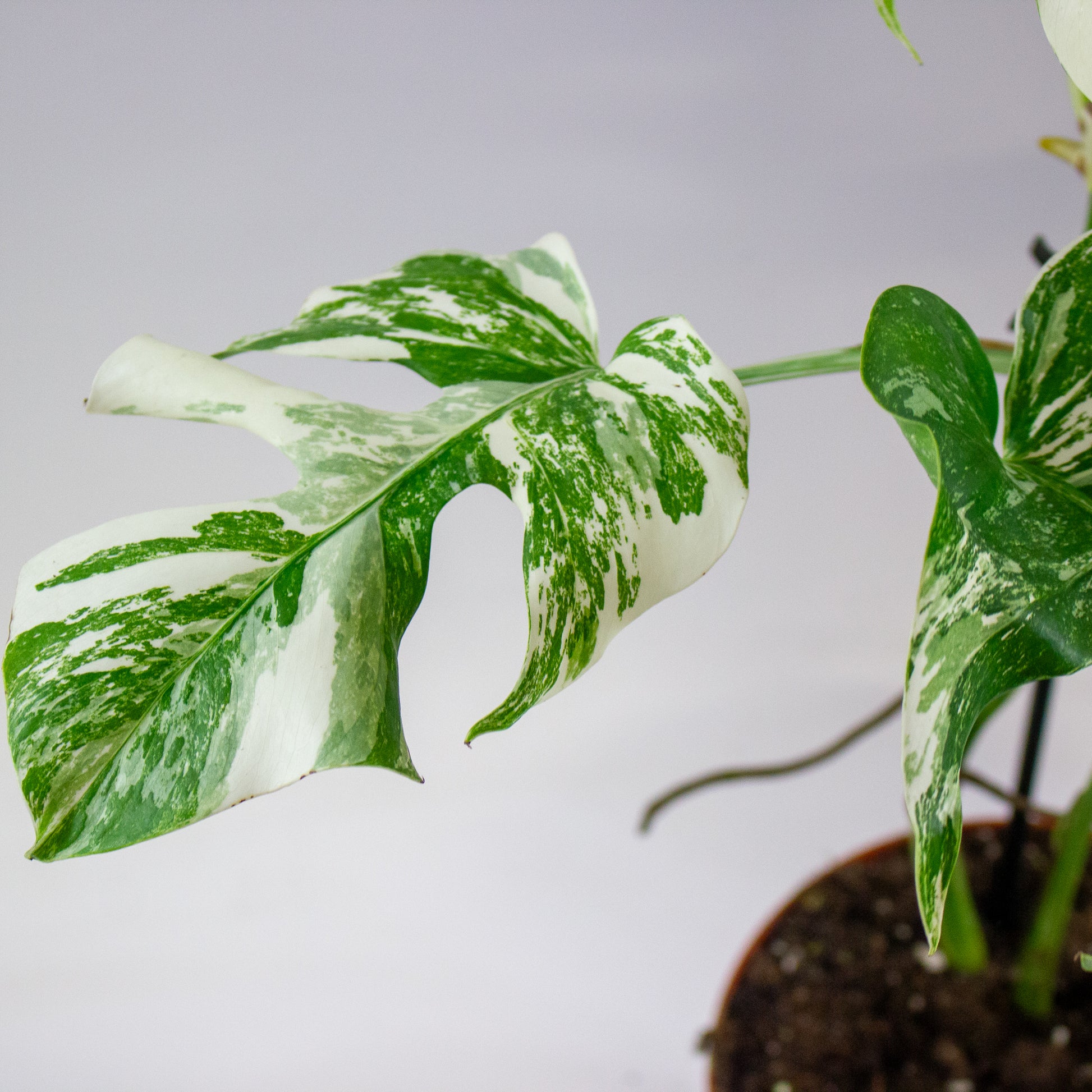 Monstera deliciosa 'Variegata' 5