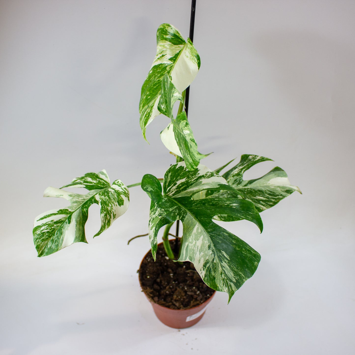 Monstera deliciosa 'Variegata' 6