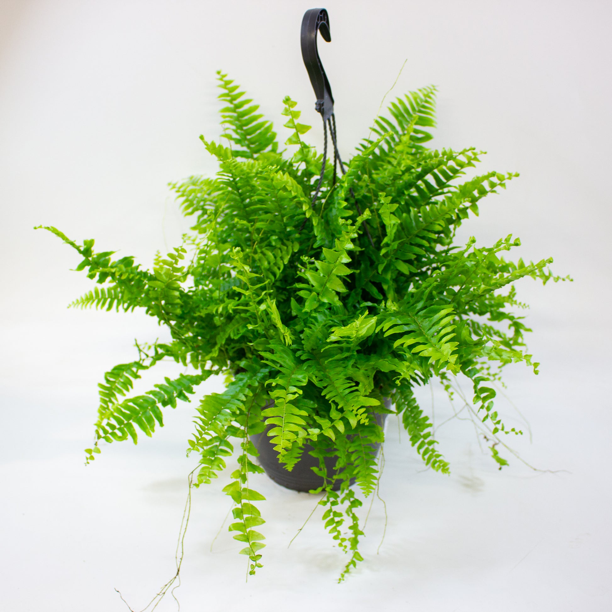 Nephrolepis Green Moment 2