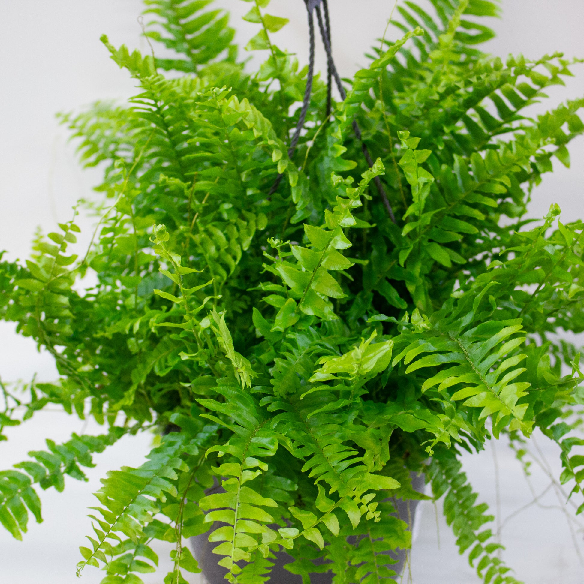 Nephrolepis Green Moment 3