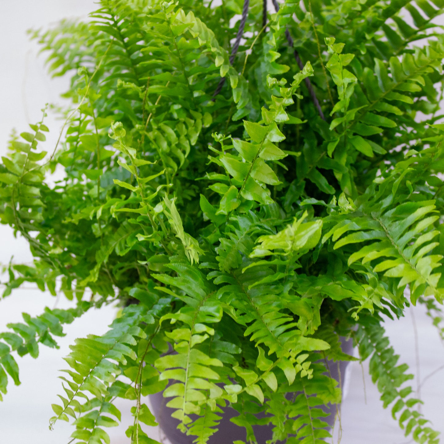 Nephrolepis Green Moment 4