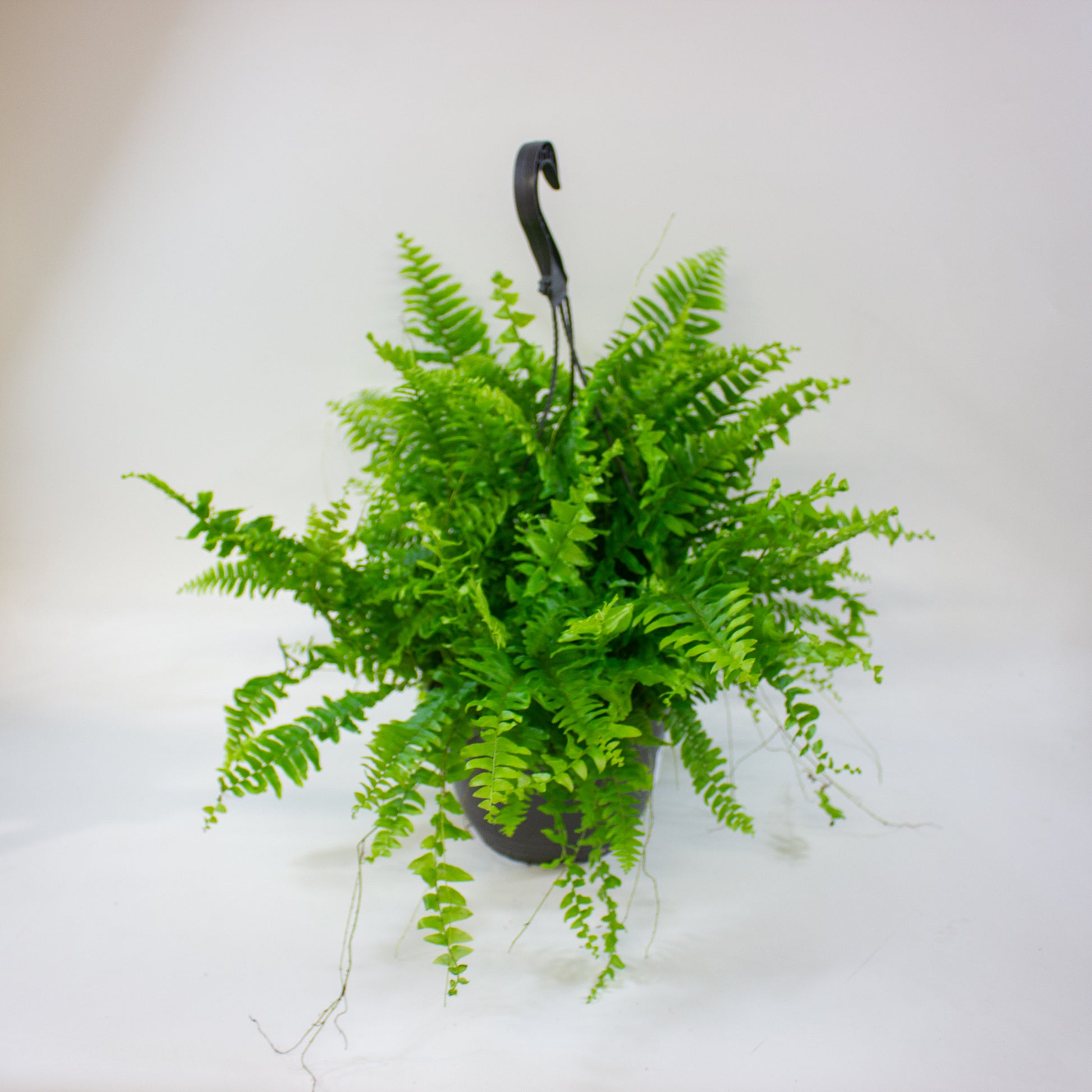 Nephrolepis Green Moment 1