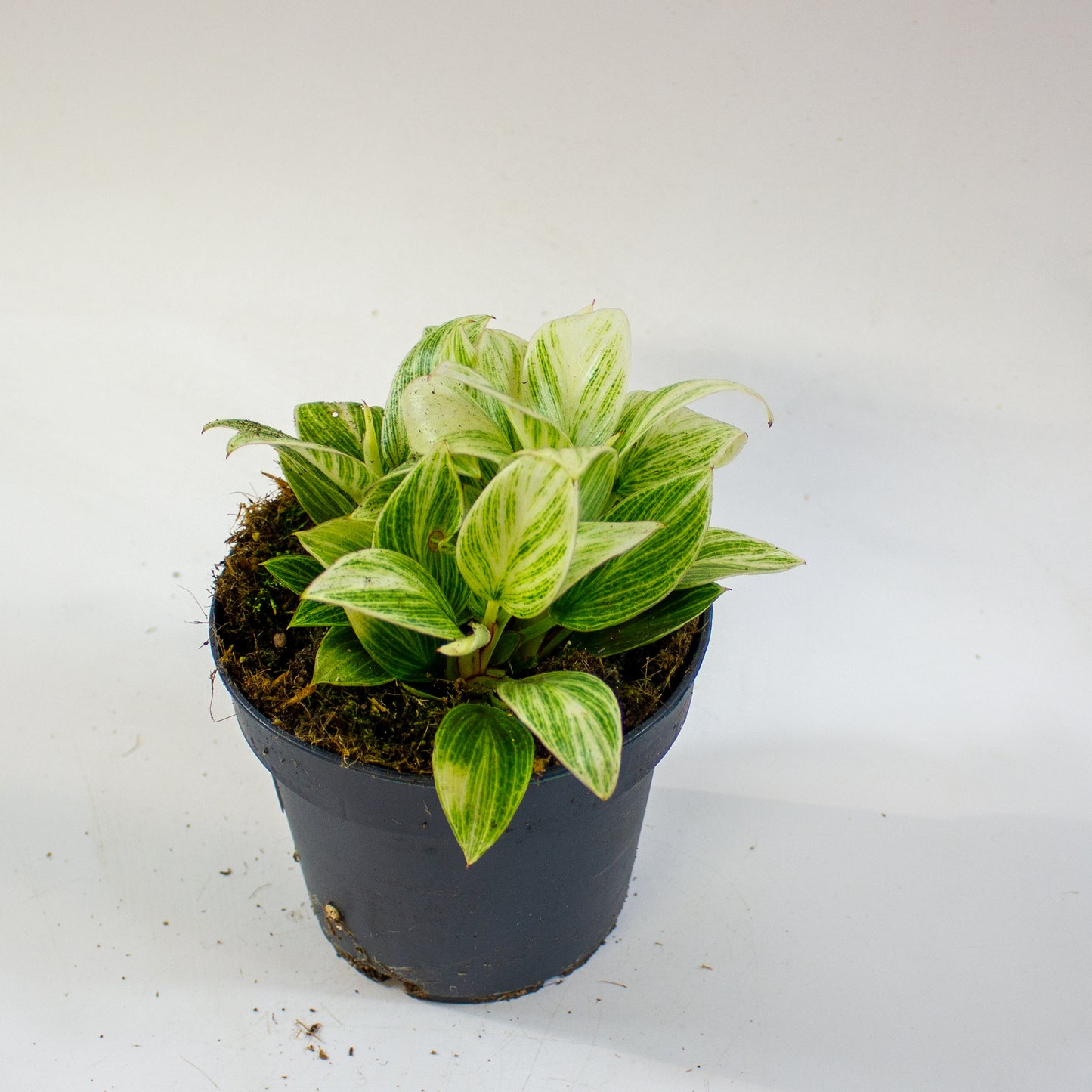 Philodendron Birkin 2