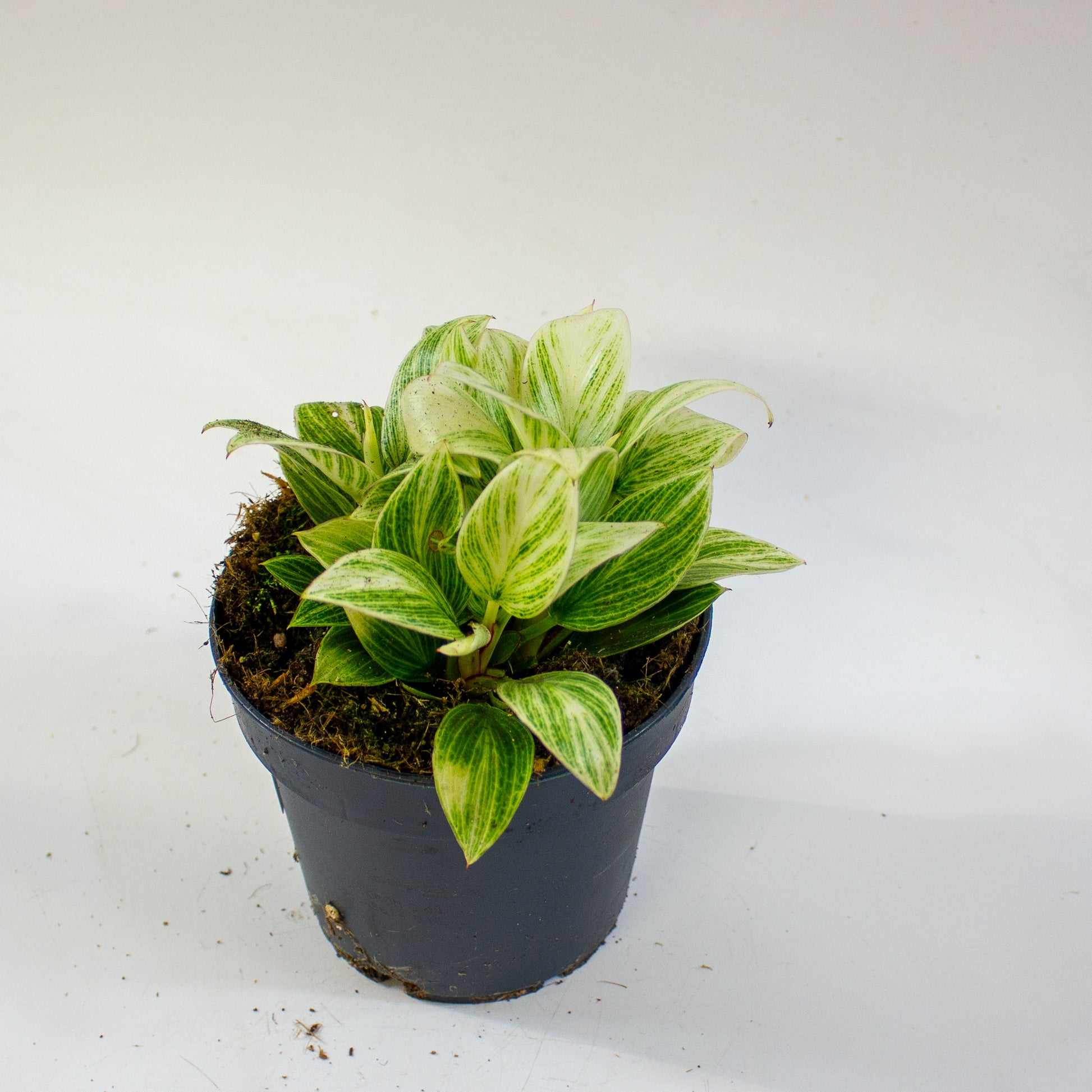 Philodendron Birkin 2
