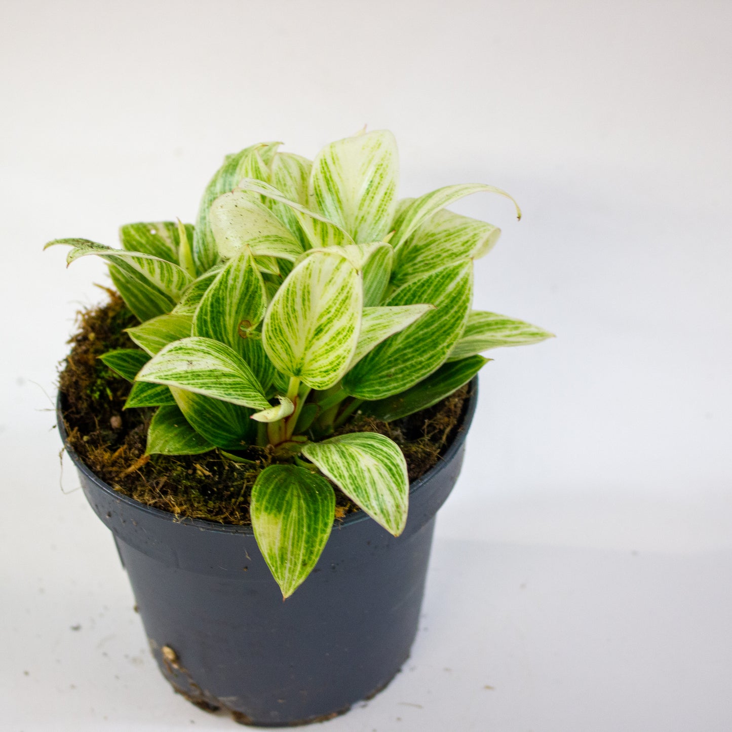 Philodendron Birkin 3