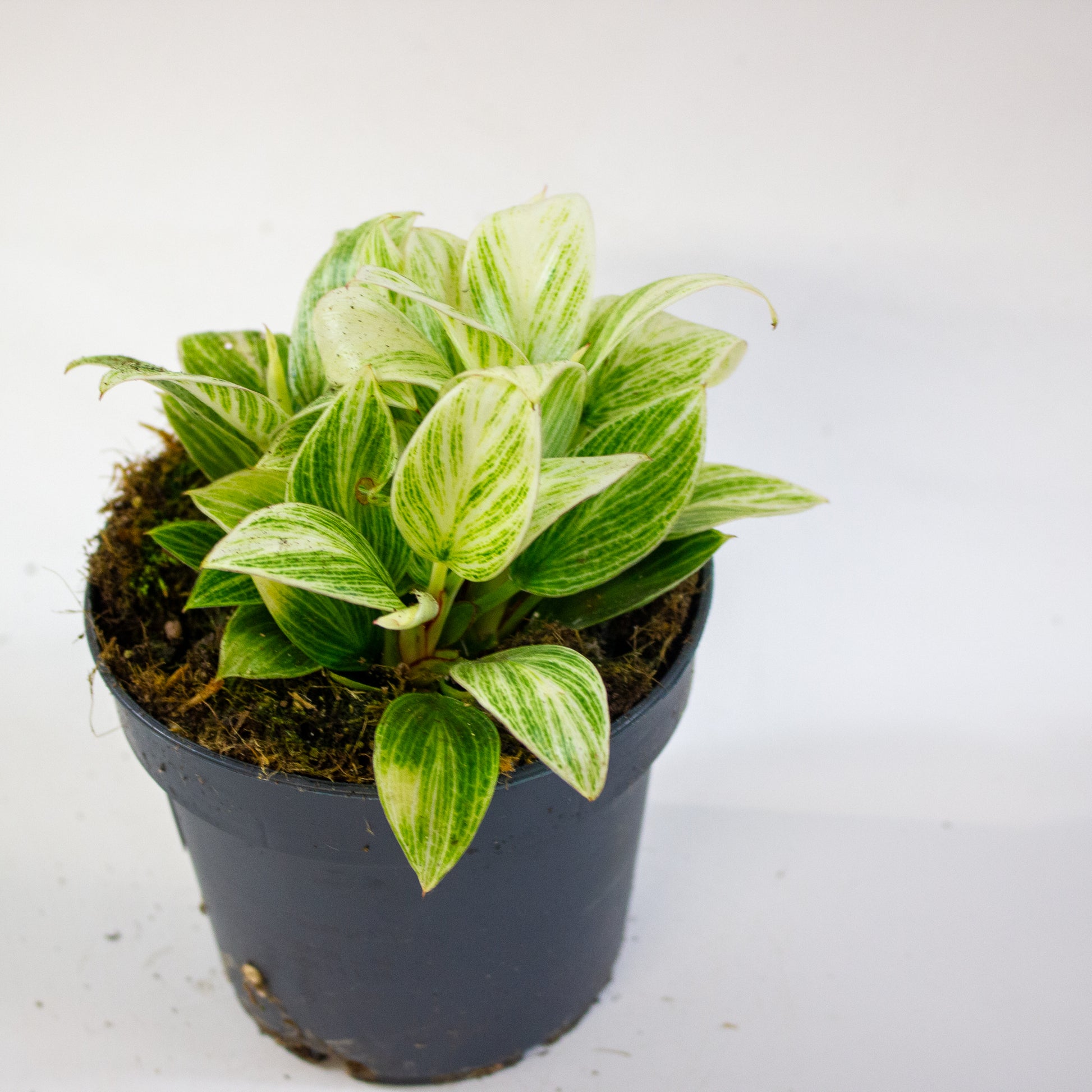 Philodendron Birkin 3