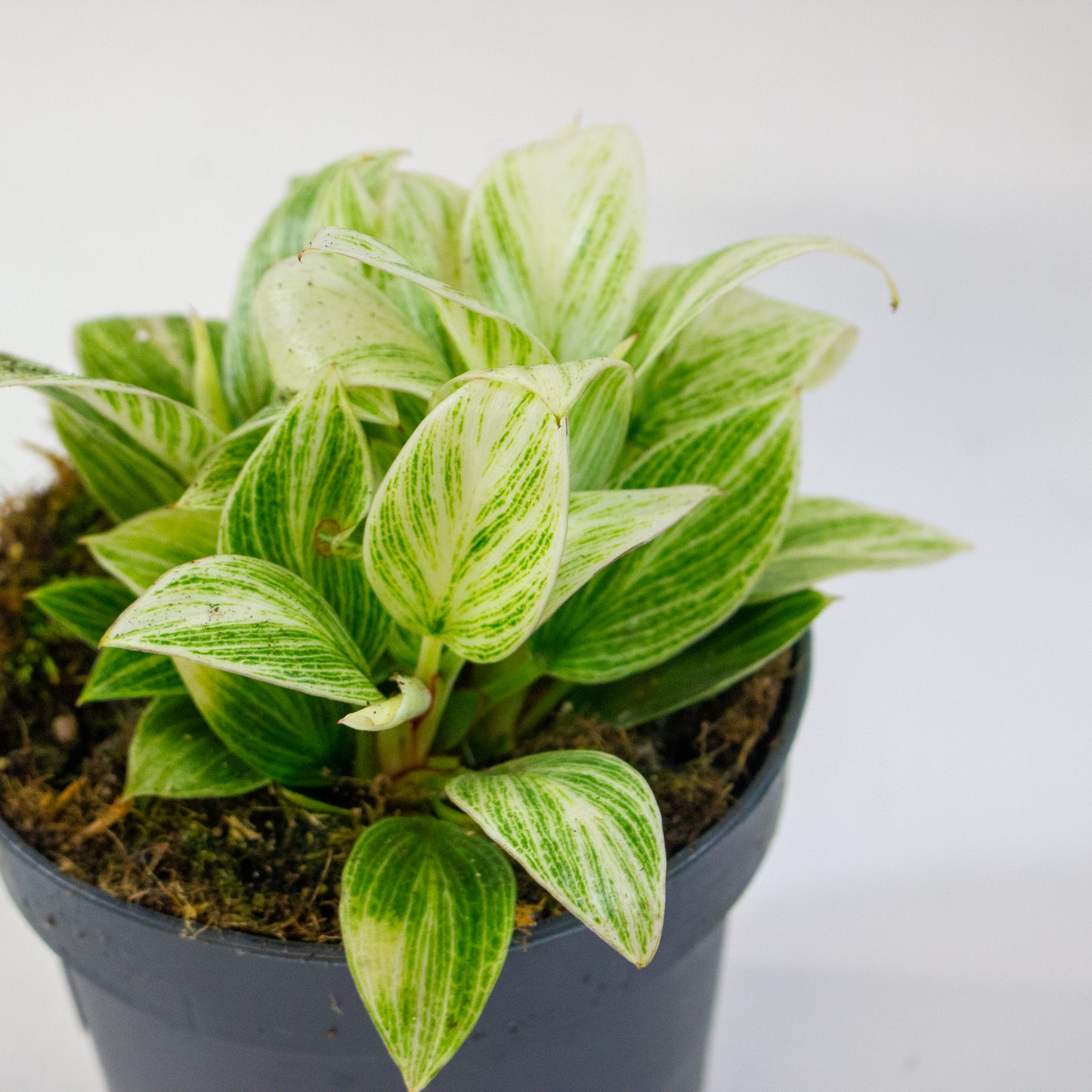 Philodendron Birkin 4