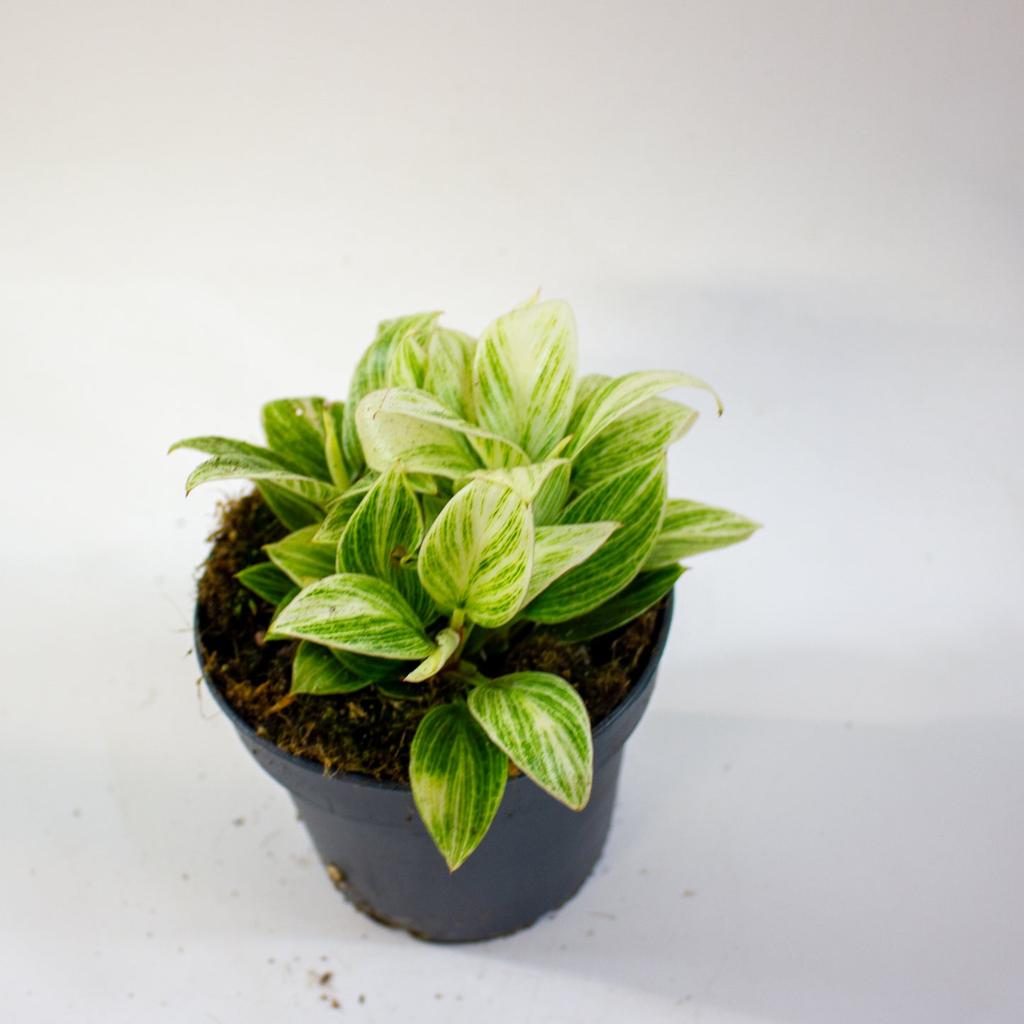 Philodendron Birkin 5