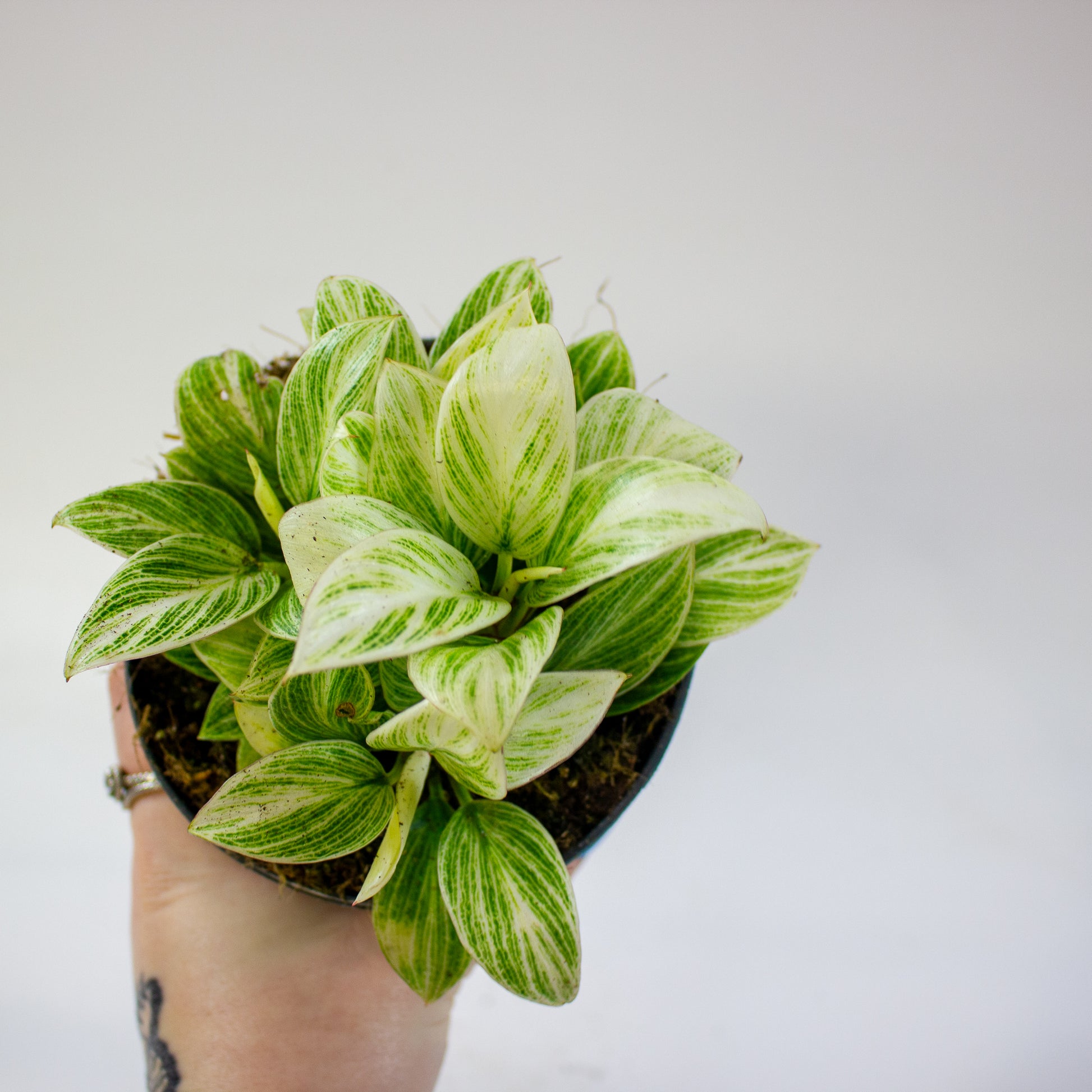 Philodendron Birkin 1