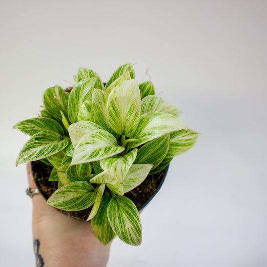 Philodendron Birkin 1