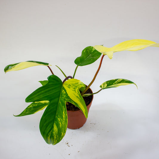 Philodendron 'Florida Beauty' 1