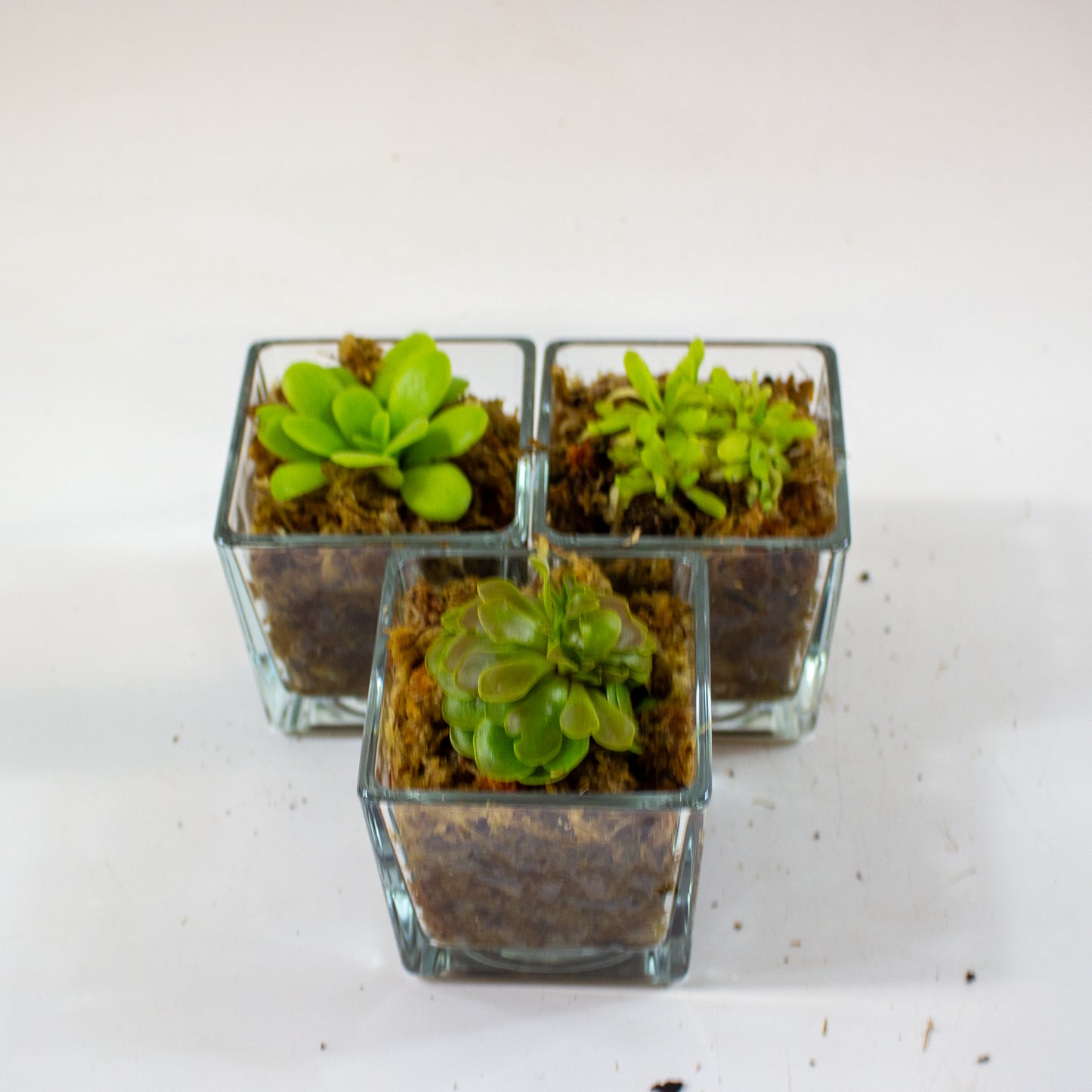 Pinguicula 3