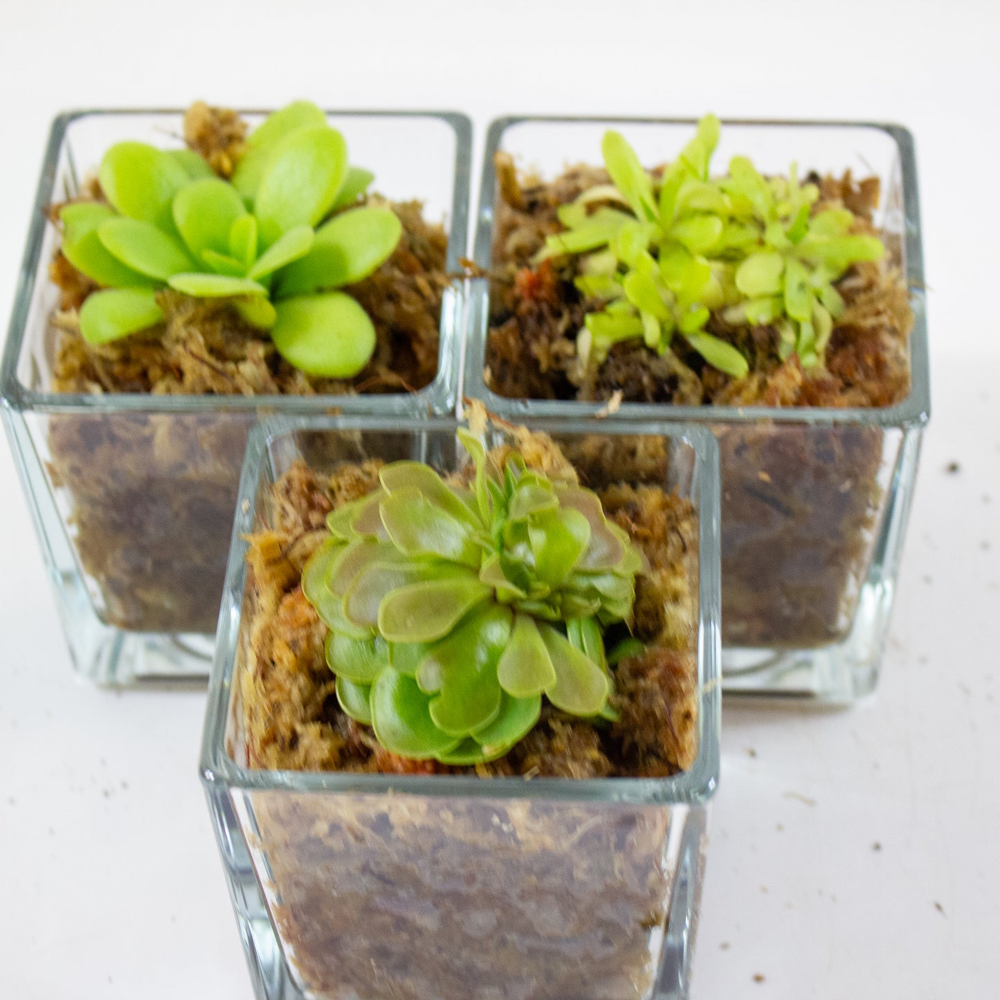 Pinguicula 4