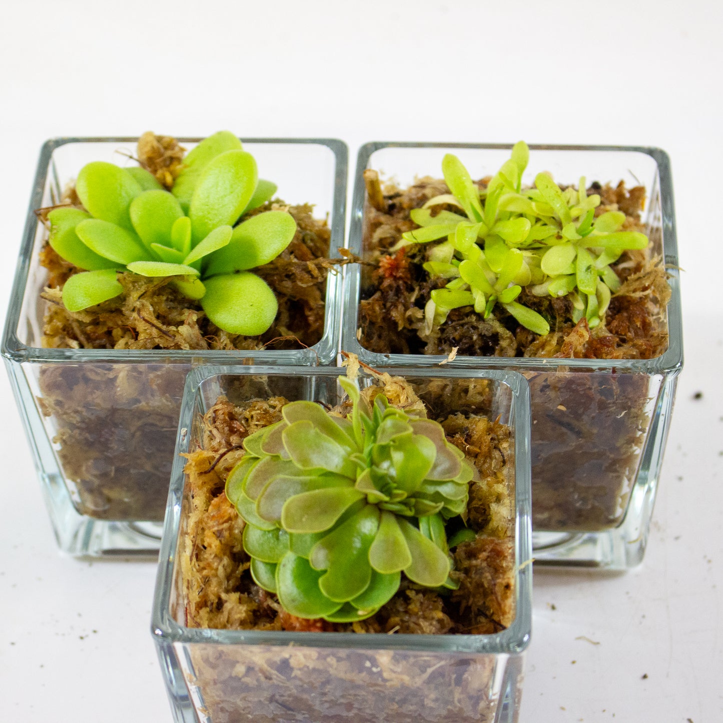 Pinguicula 5