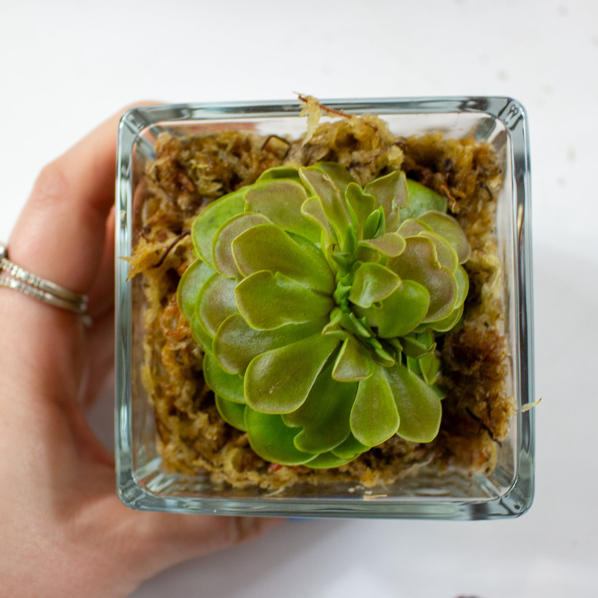 Pinguicula 2