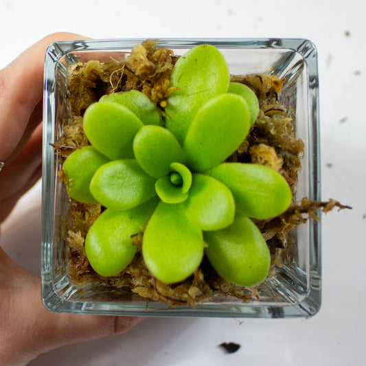 Pinguicula 1