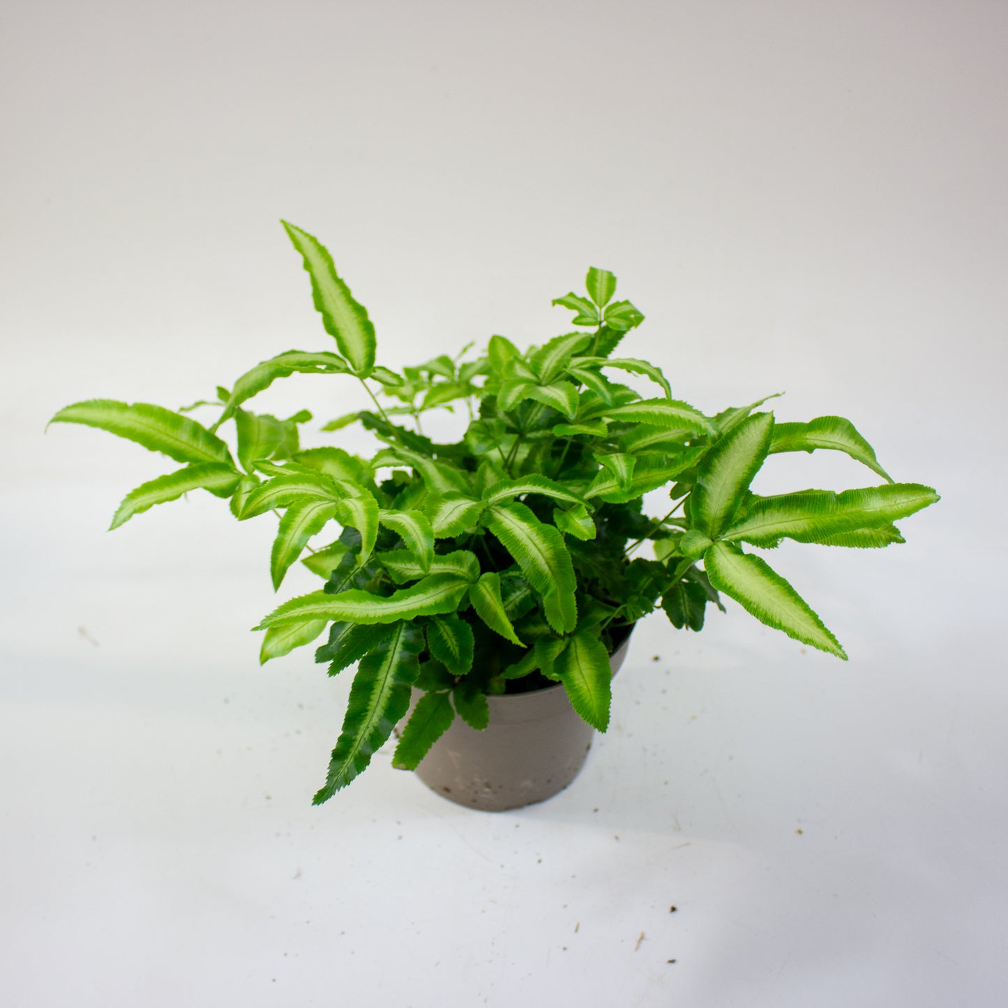 Pteris cretica 'Albolineata' 2