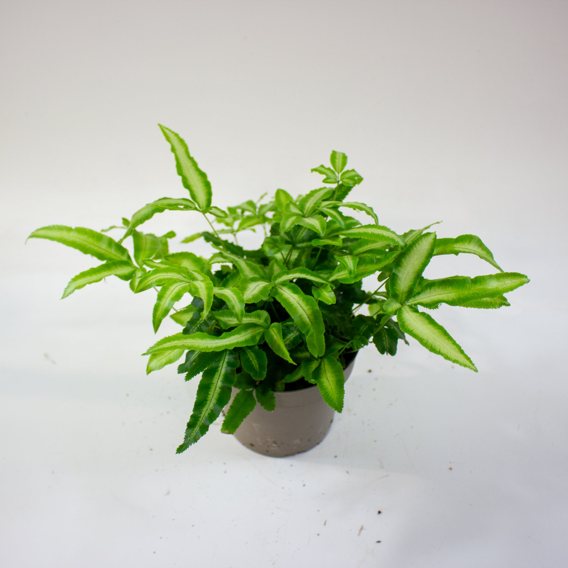 Pteris cretica 'Albolineata' 2