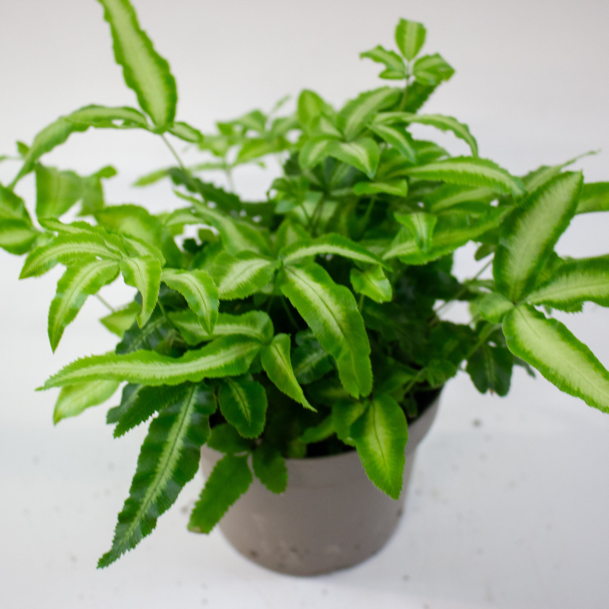 Pteris cretica 'Albolineata' 3