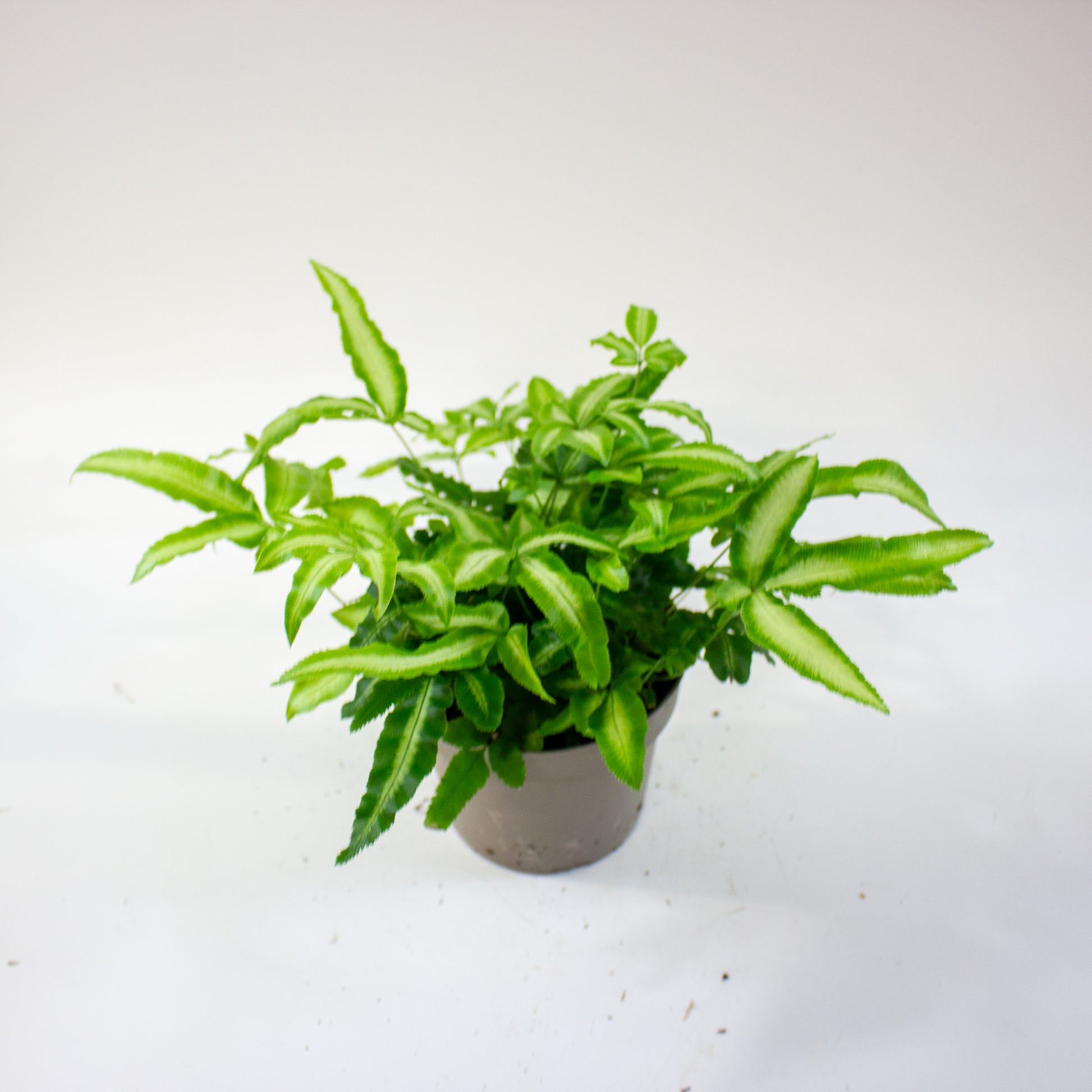 Pteris cretica 'Albolineata' 1