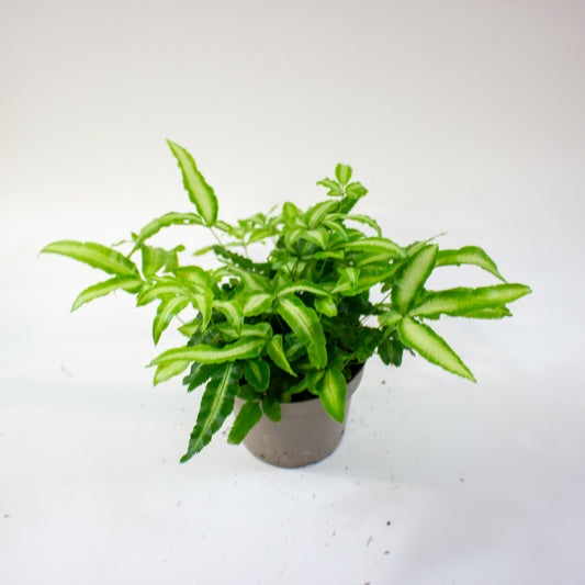 Pteris cretica 'Albolineata' 1