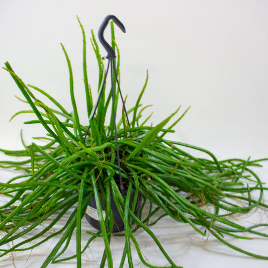 Rhipsalis selenicereus wercklei 15cm H50cm
