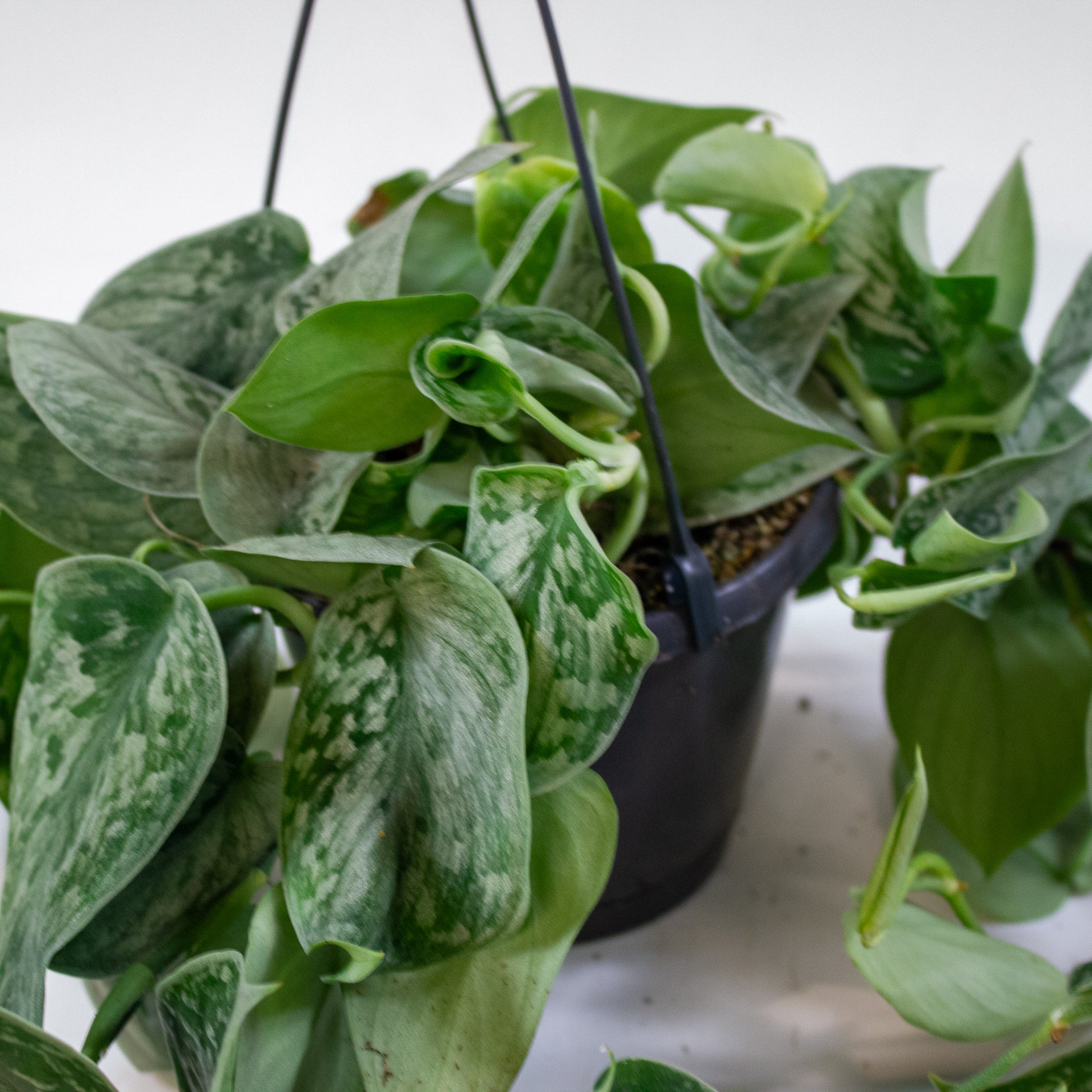 Scindapsus pictus 'Silvery Ann' 3